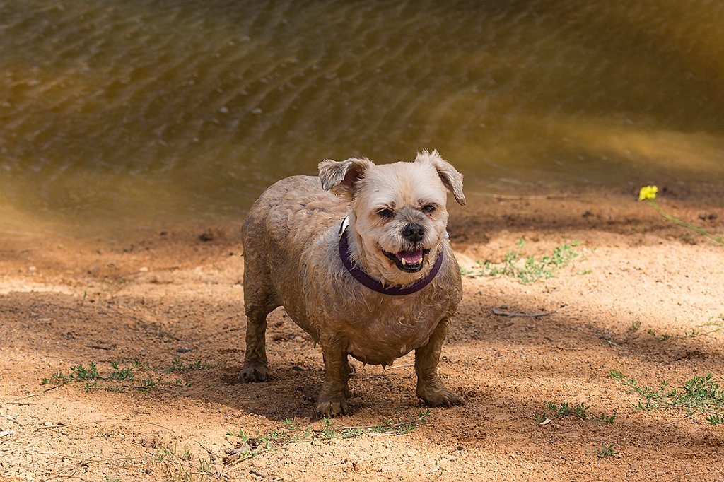 muddy millie.jpg